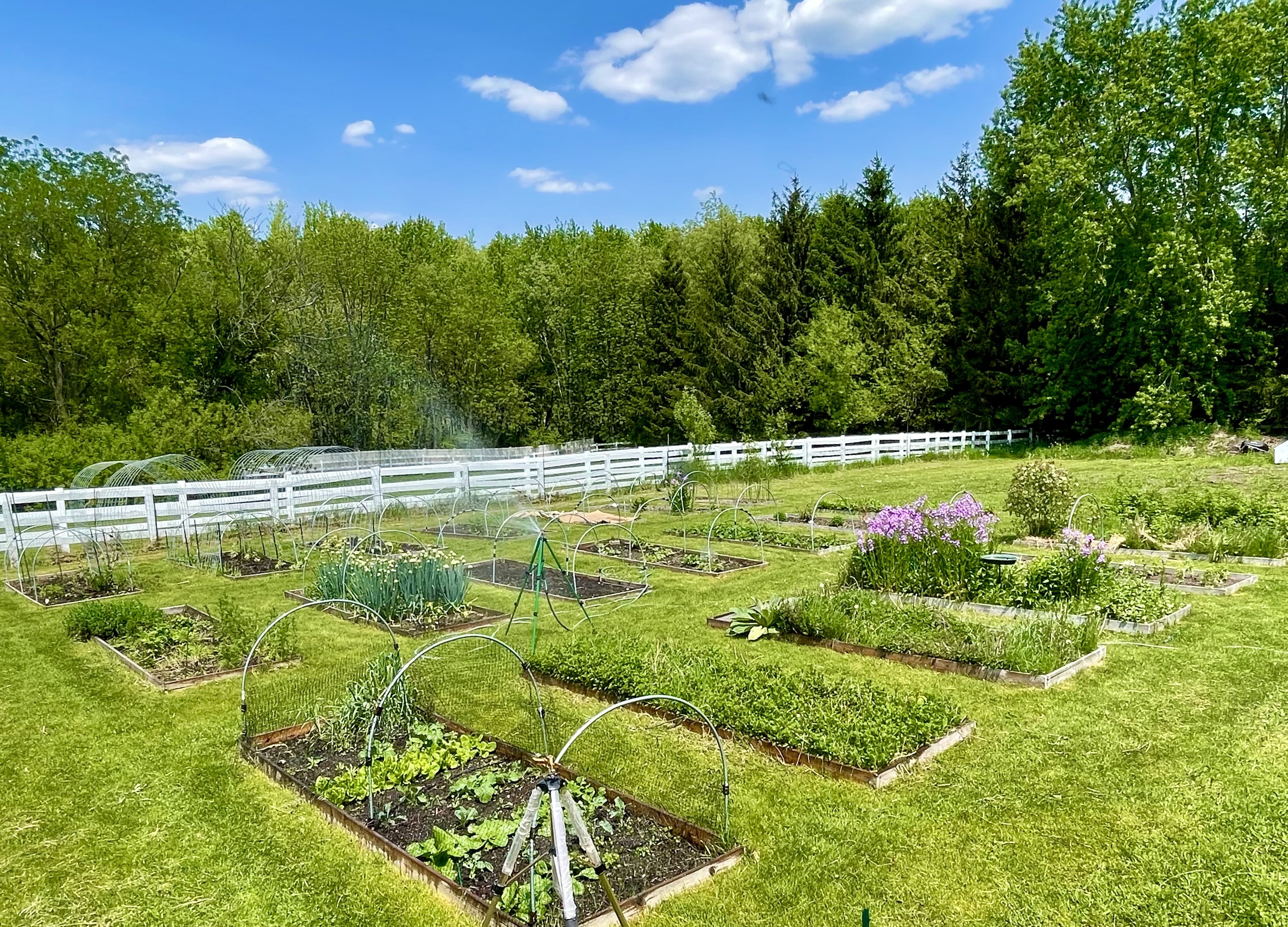 Summer vegetable garden
