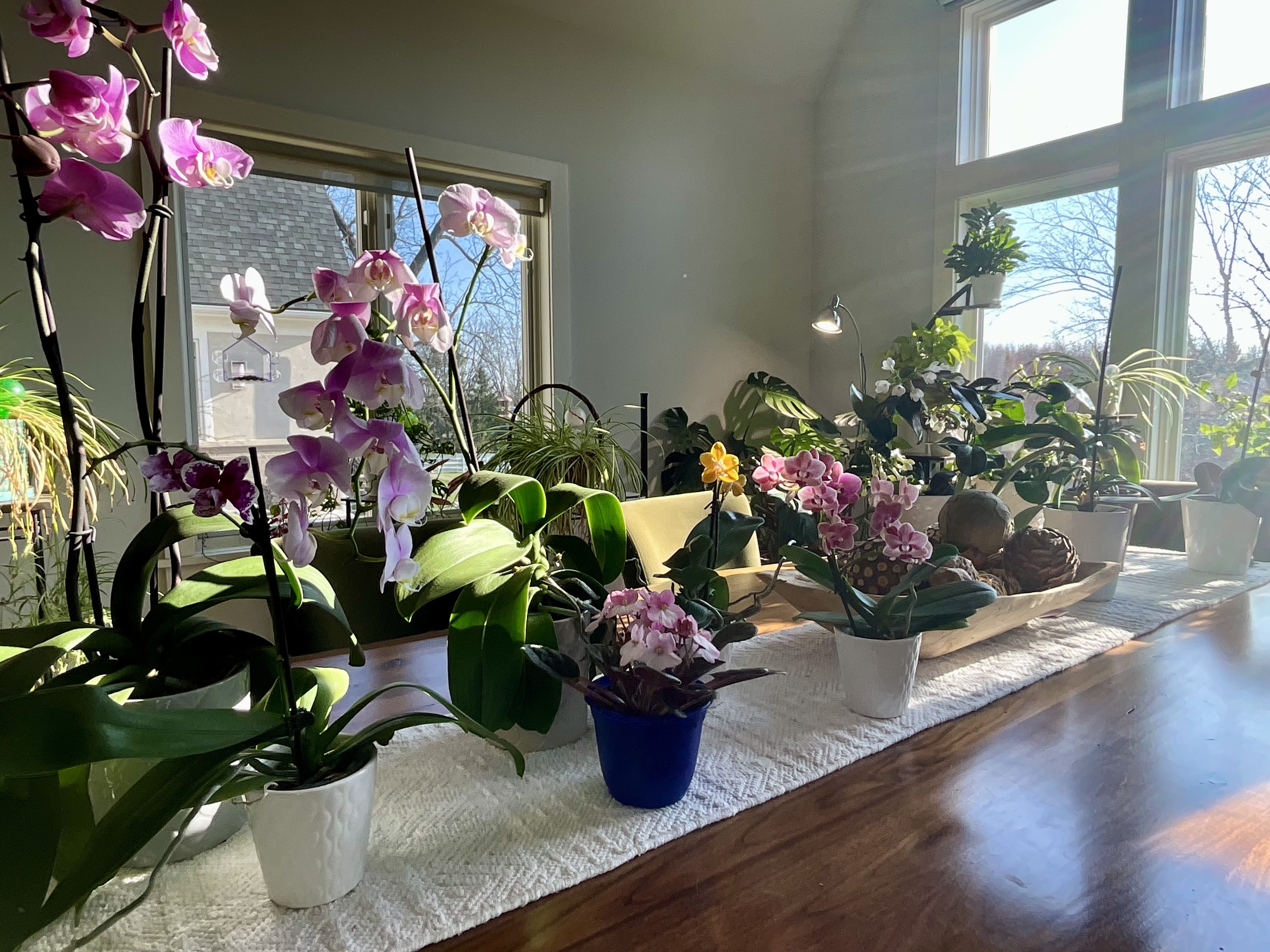Indoor plants and orchids