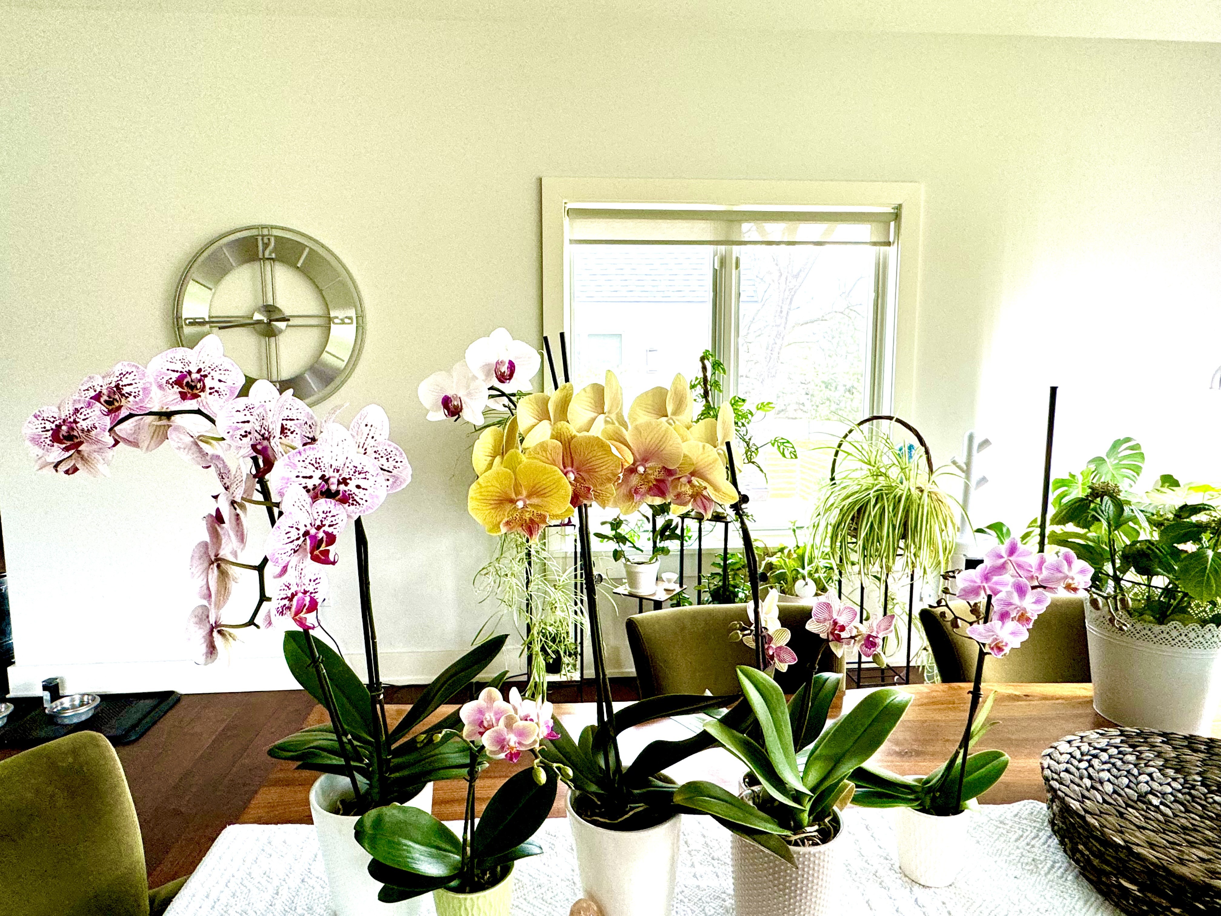 White orchid