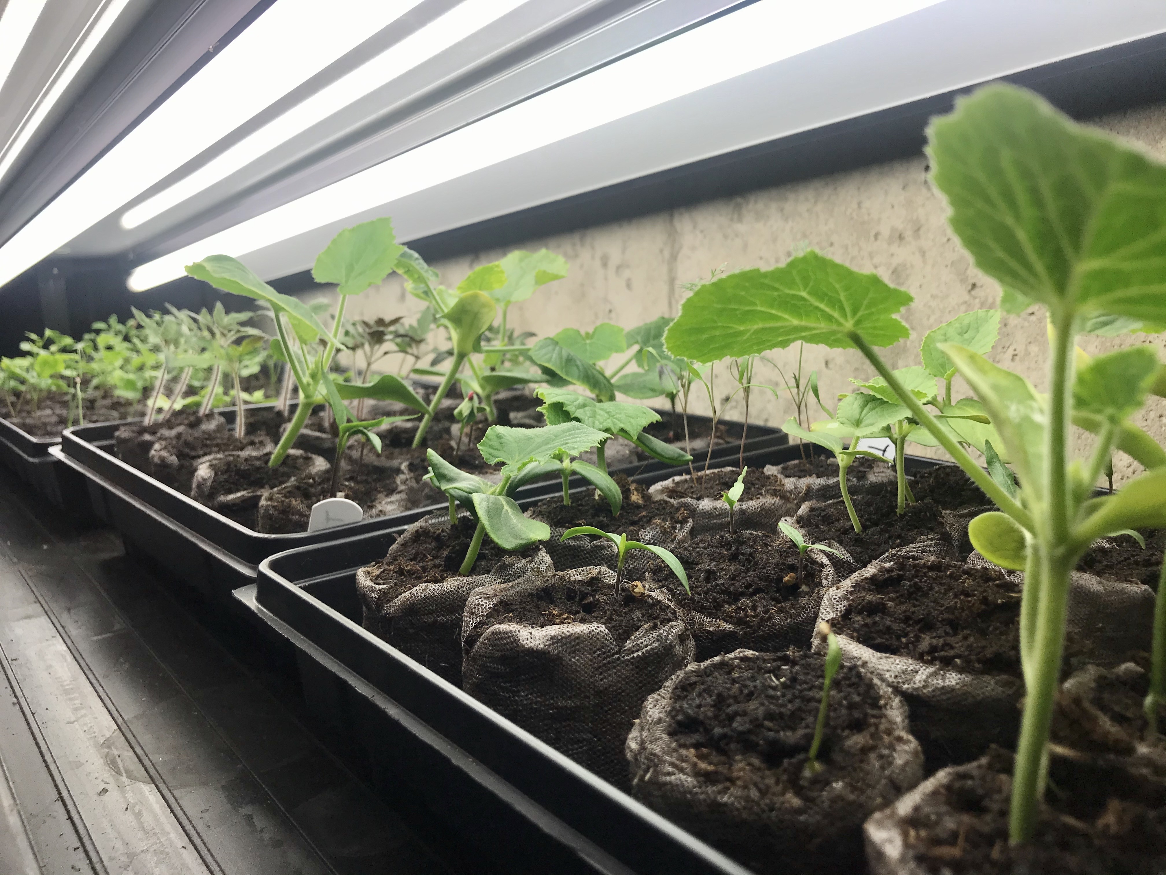 Seedlings growing under lights