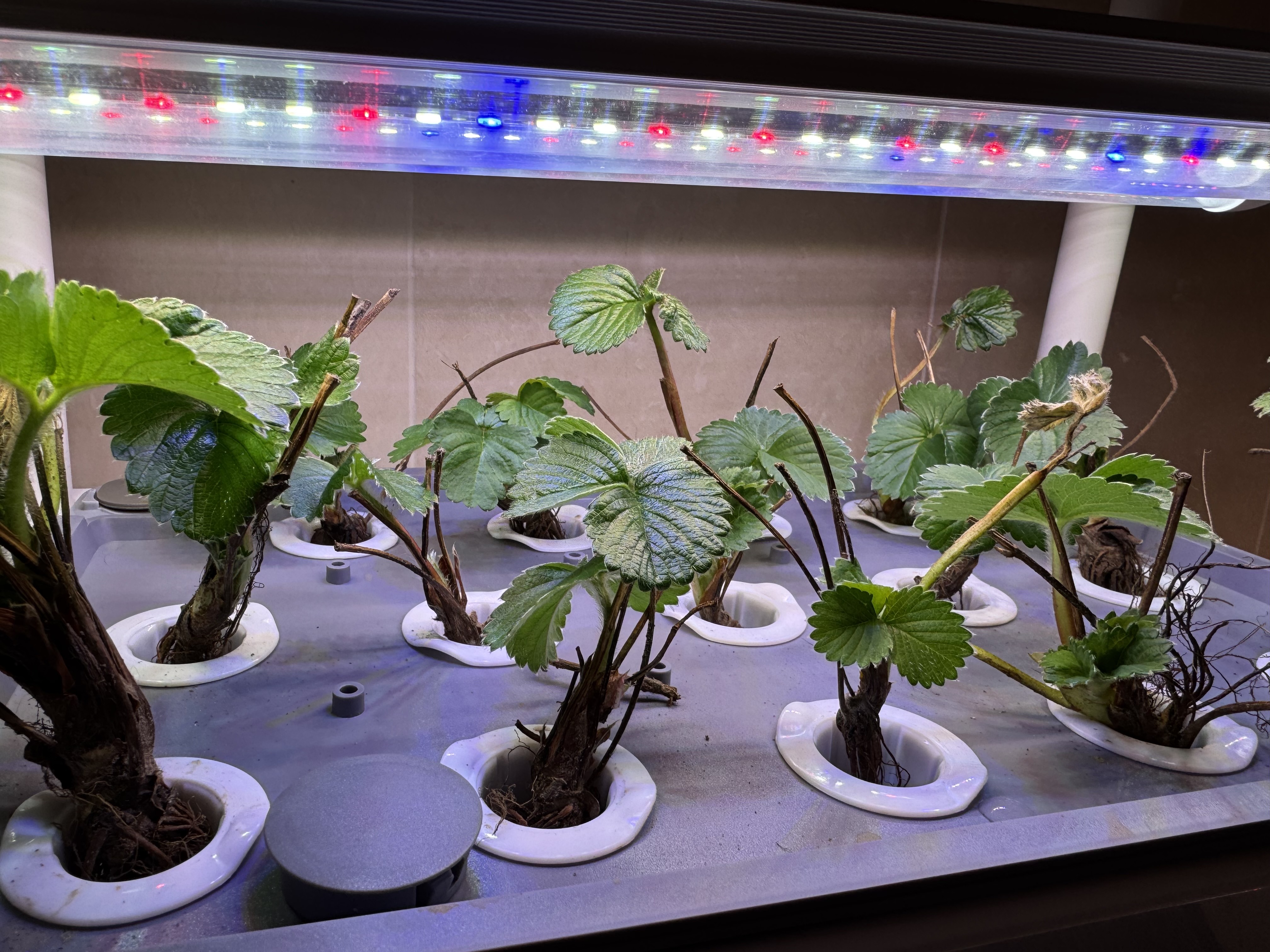 Seedlings