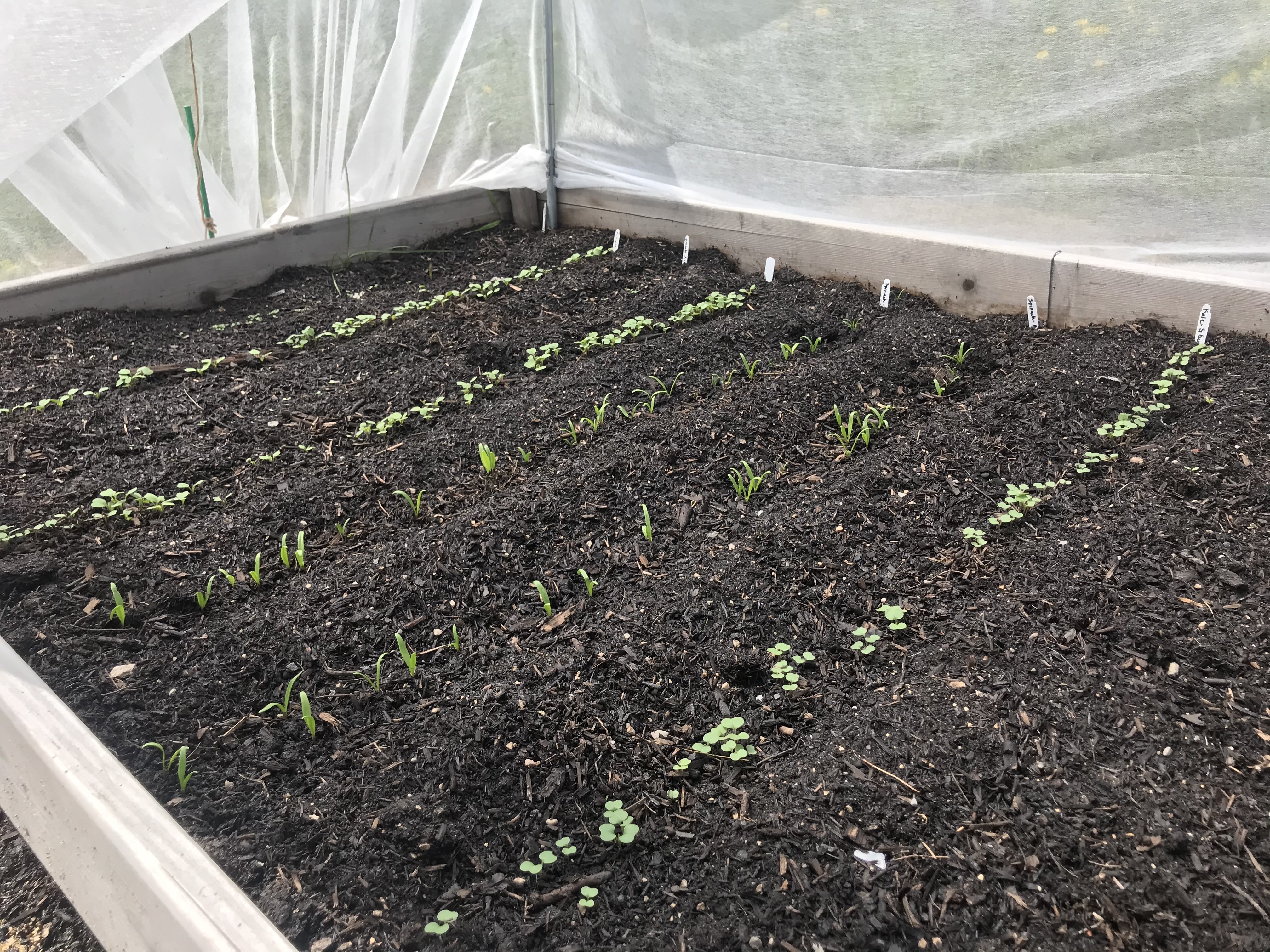Seedlings growing under lights