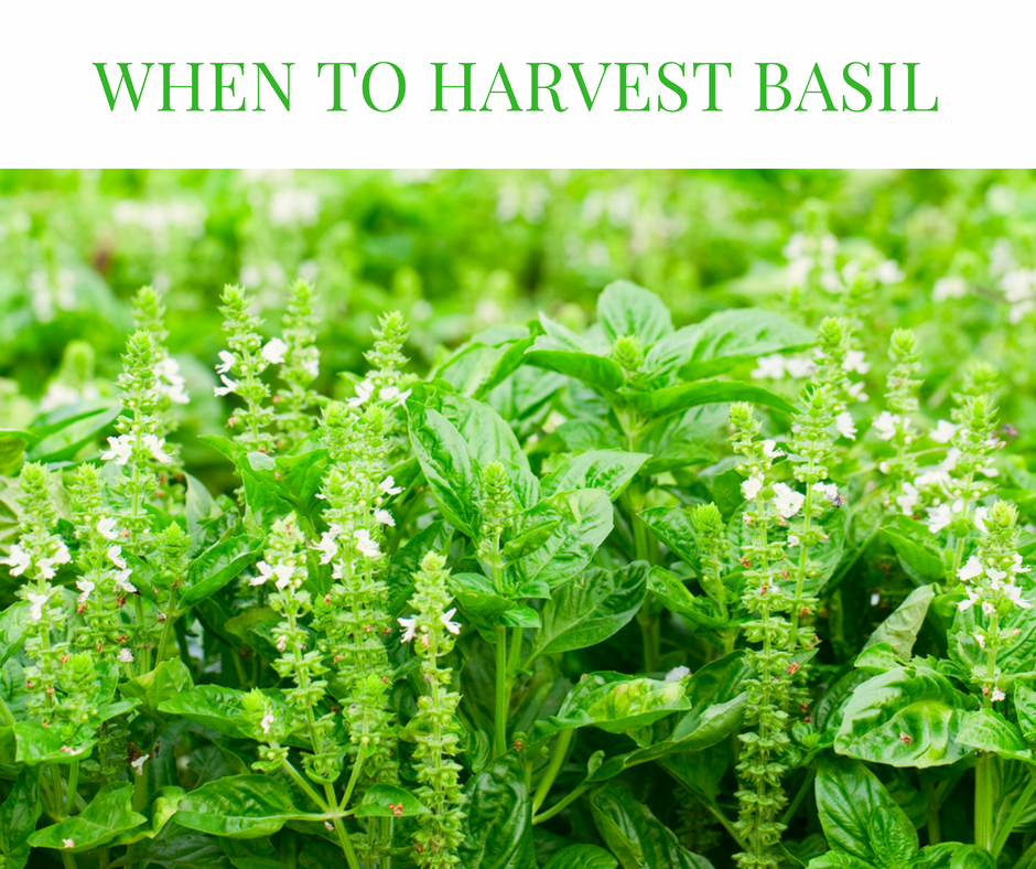 How do you know when to harvest basil?