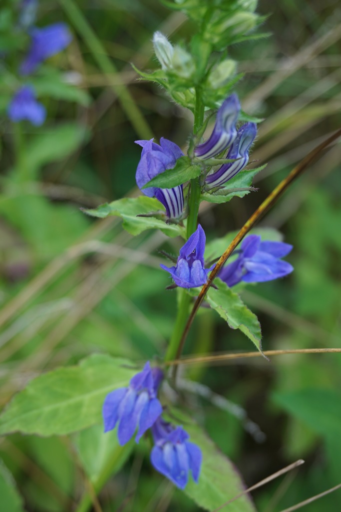 Blue cardinal flower (lobelia siphilitica)