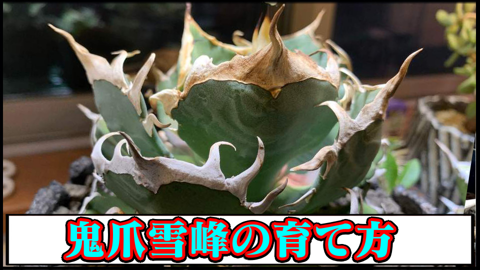 アガベ 鬼爪 （A-23 アガベ チタノタ 鬼爪 雪峰 （アガベ