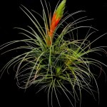 Tillandsia Schiedeana | plantzone