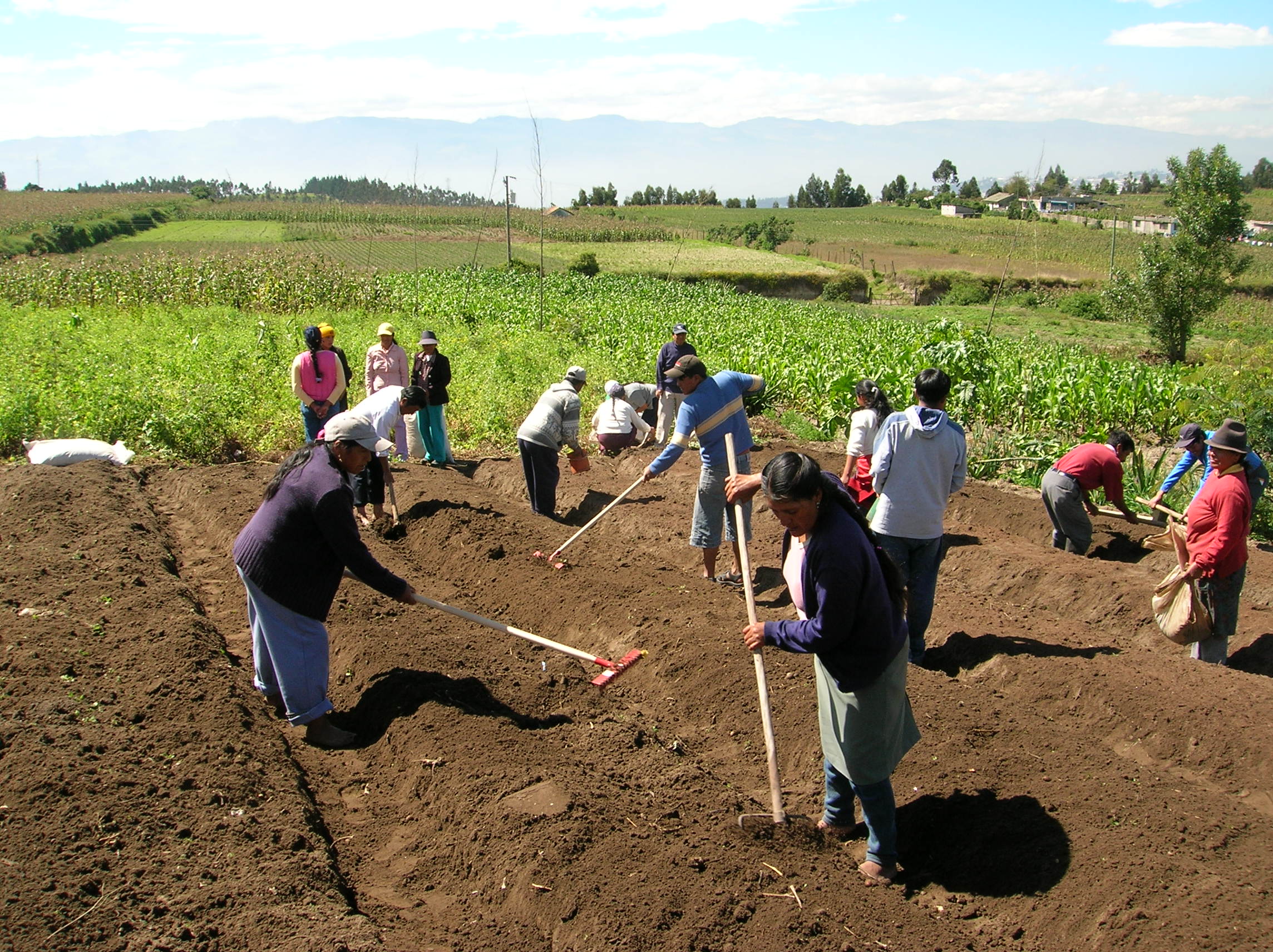 campo