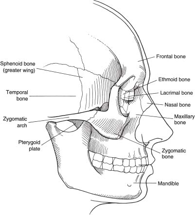 Facial Anatomy | Plastic Surgery Key