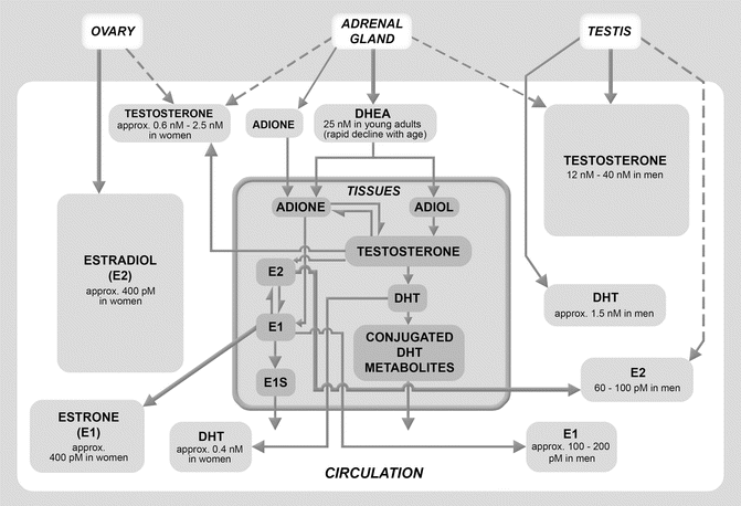 Gender Differences in Production and Circulating Levels of Sex Hormones ...