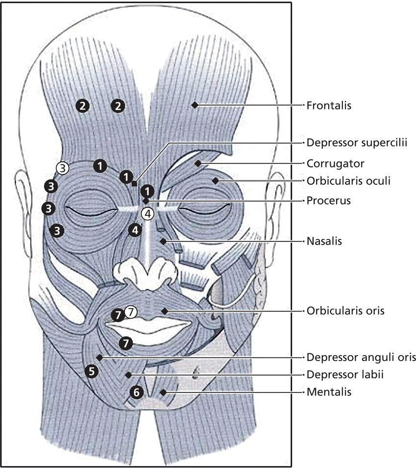 2: Surgical and Cosmetic Dermatology | Plastic Surgery Key