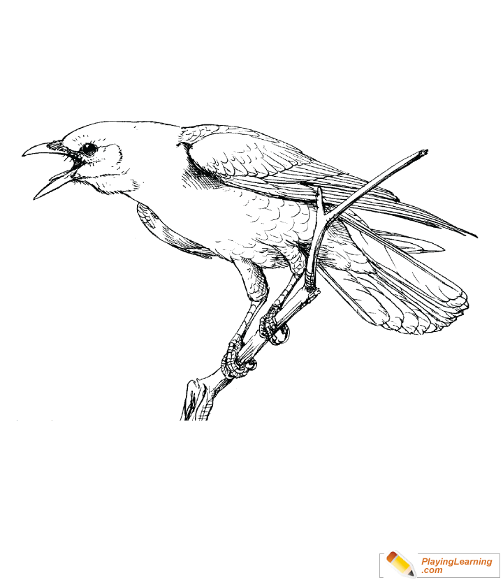 Bird american crow coloring page