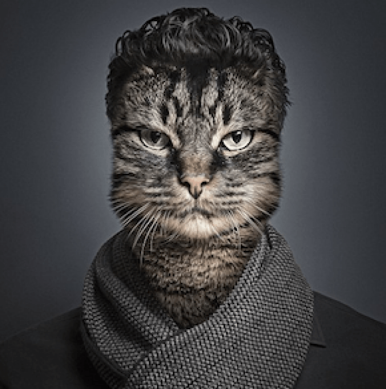 Yagmurda Islanmis Cirkin Sey Yuva Ariyor Kocaeli Izmit Sokak Kedisi Kedi Sahiplendirme