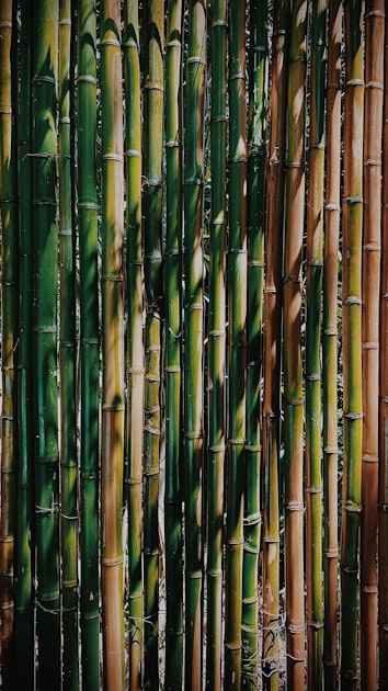 You are currently viewing Sustainable Practices with Bamboo