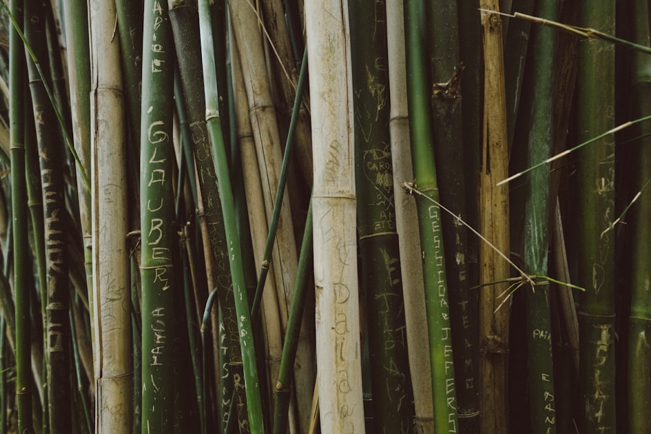 You are currently viewing Bamboo in Education