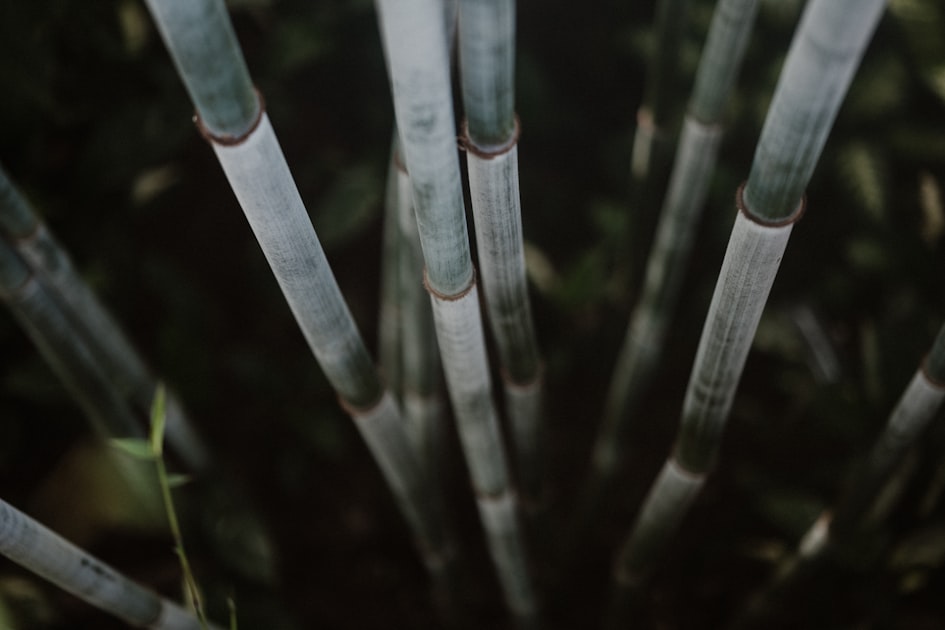 You are currently viewing Bamboo Crafts for Everyone