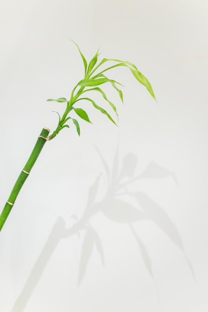 You are currently viewing The Economic Benefits of Bamboo