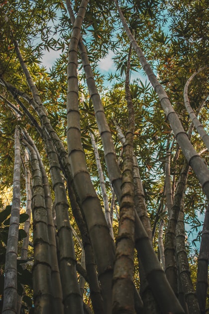 You are currently viewing Bamboo: A Future Material