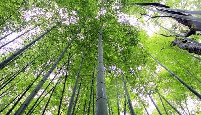PLM for Sustainable Manufacturing