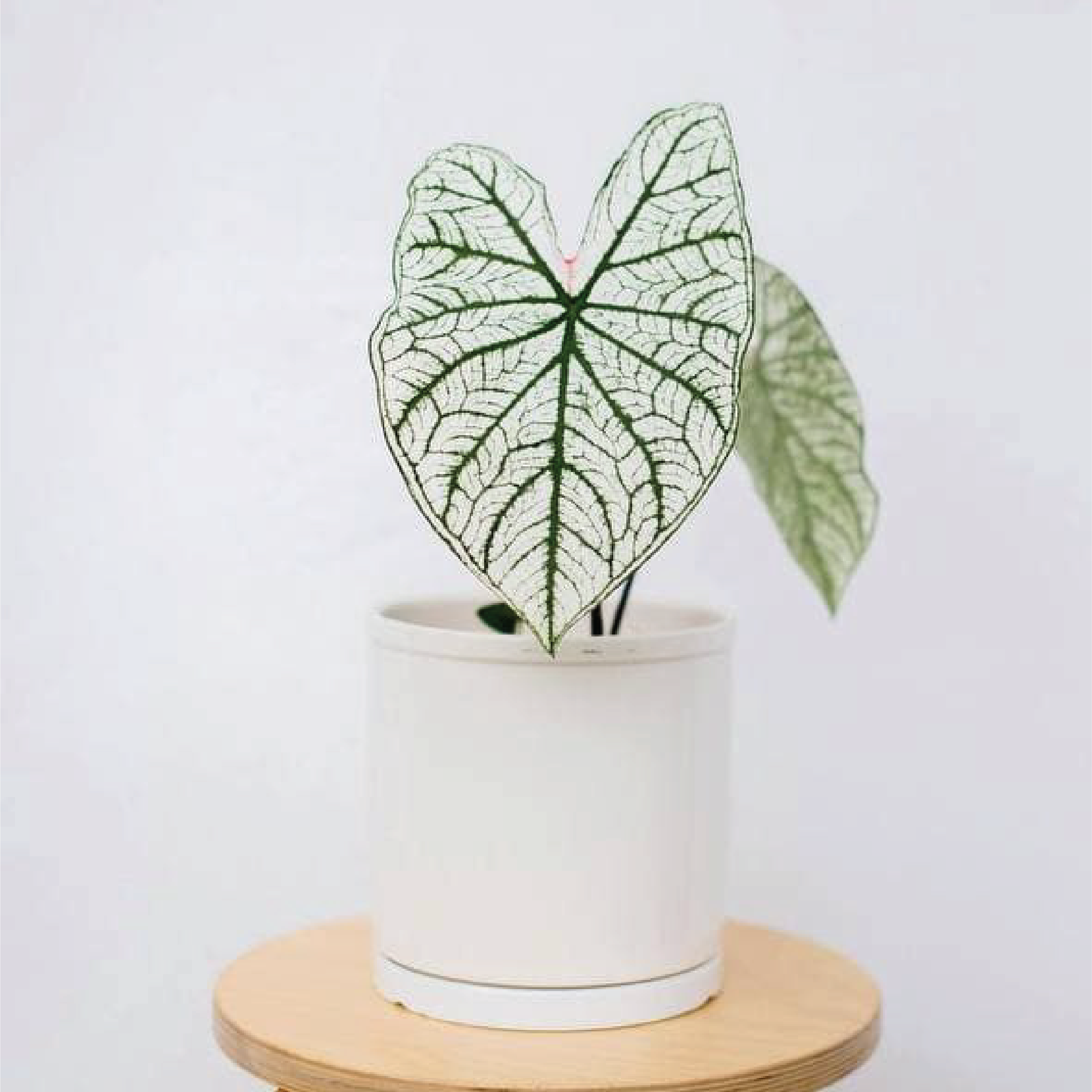 Caladium white christmas
