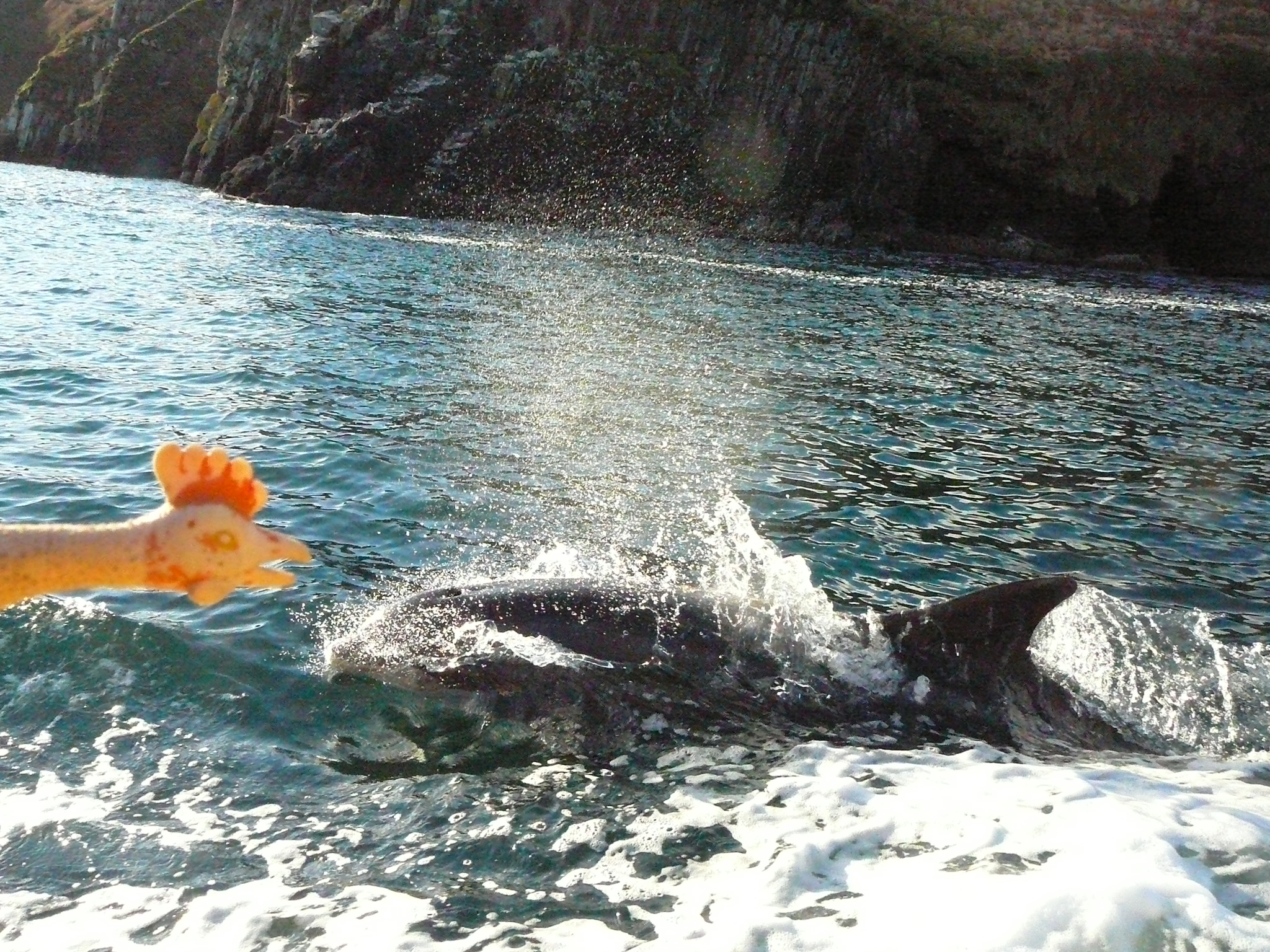 Funghi - The Dingle Dolphin