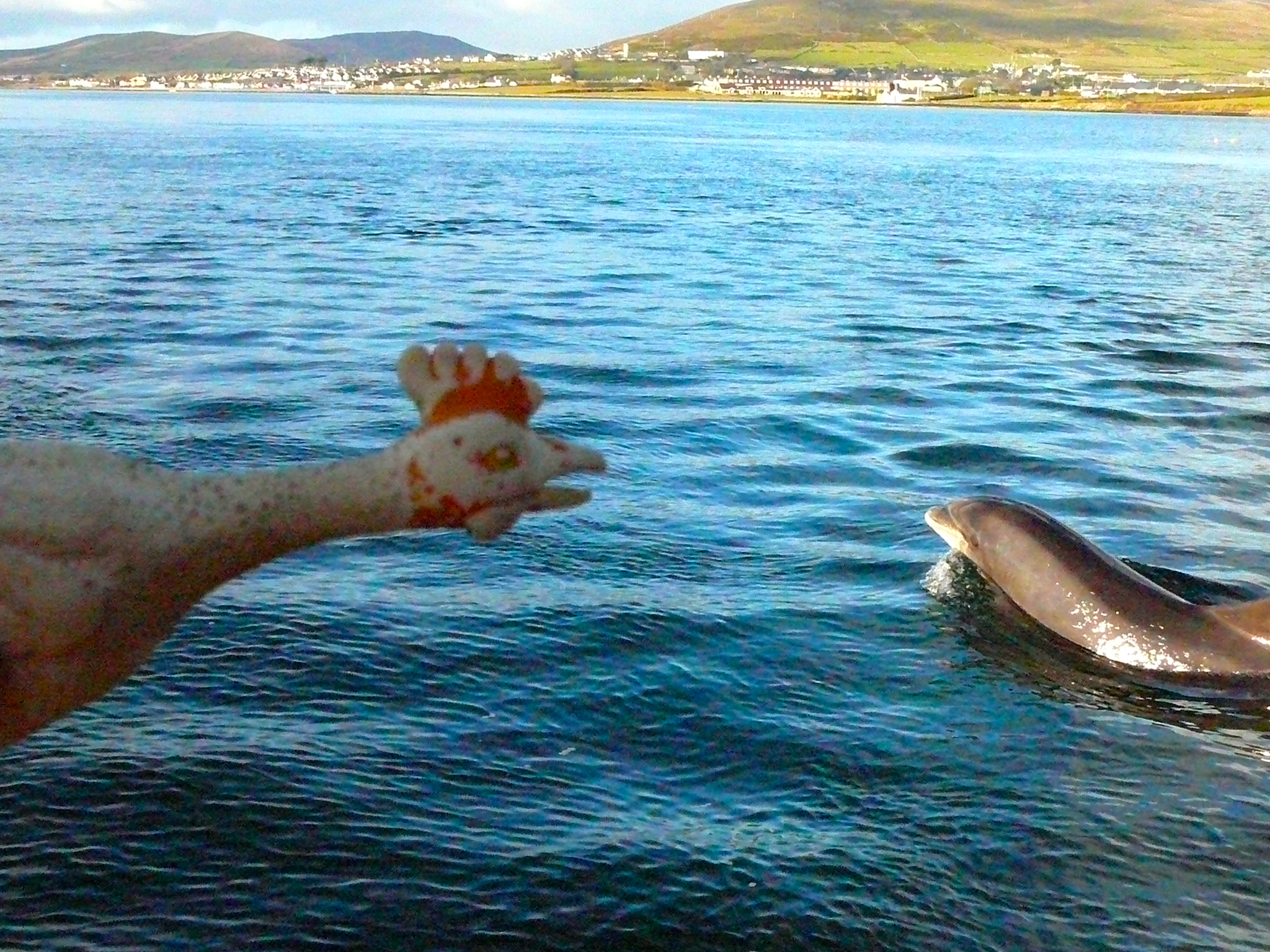 Funghi - The Dingle Dolphin