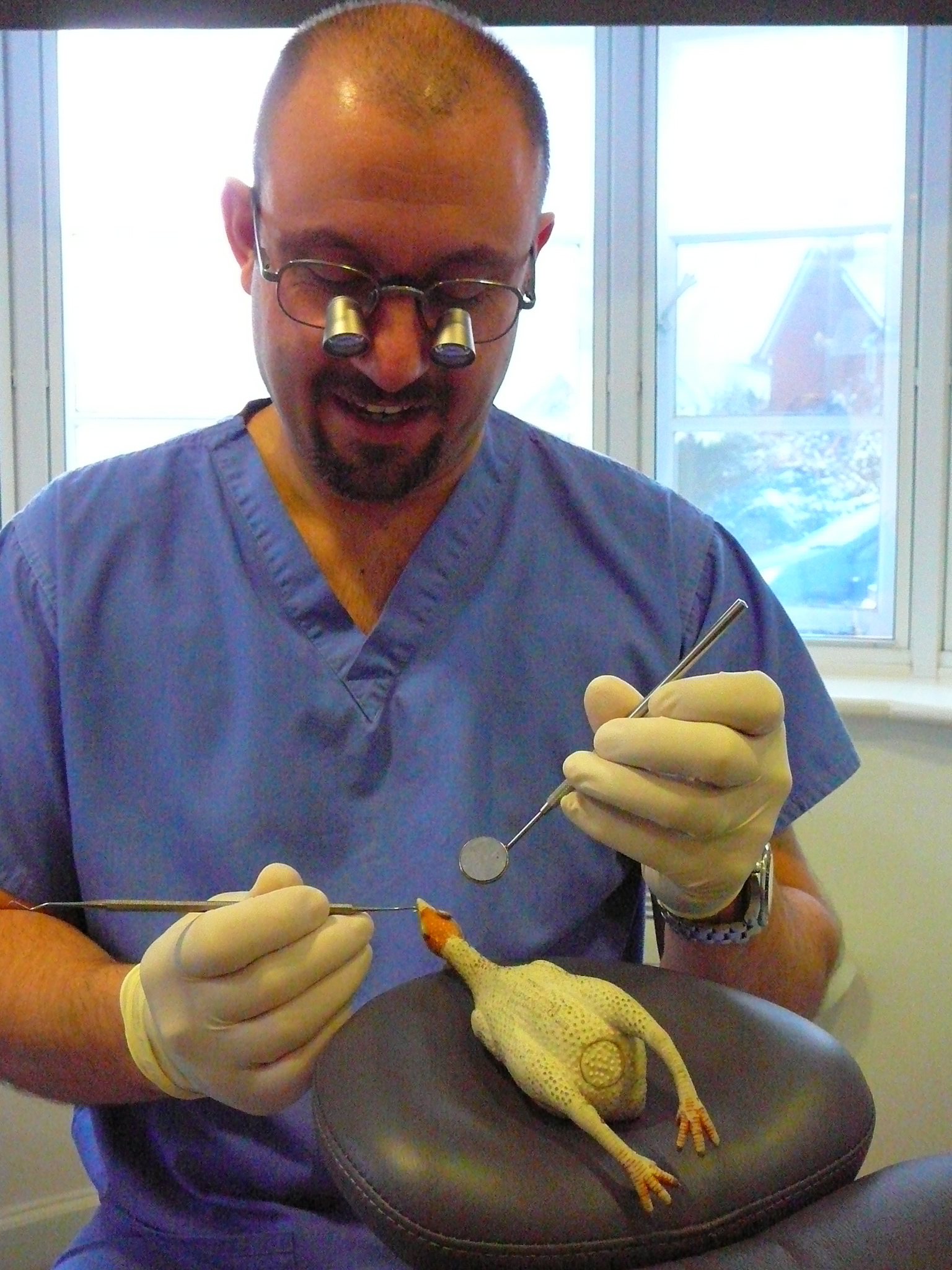 Still no sign of my teeth. Rubber chicken teeth are apparently quite rare