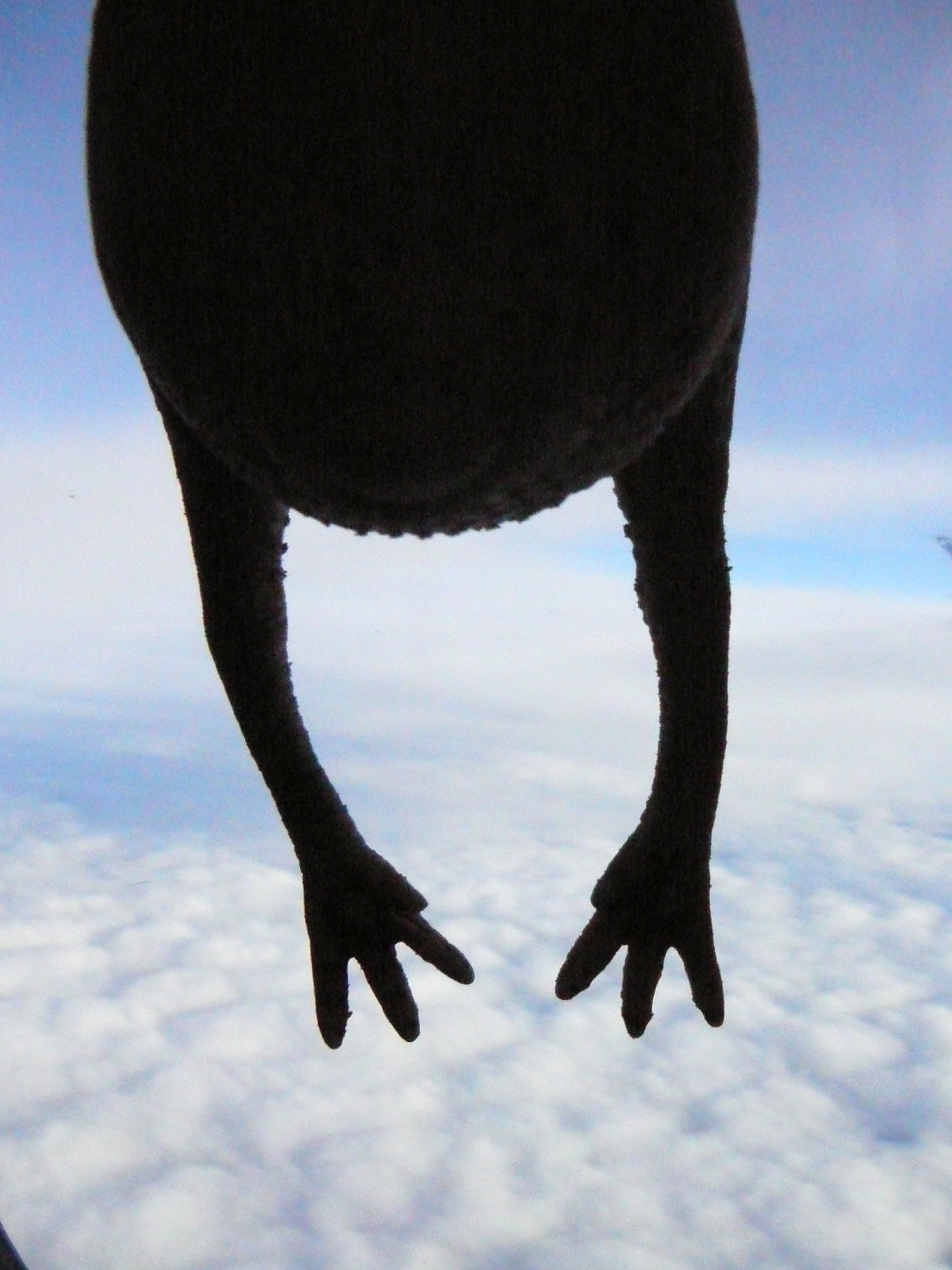 ...I’m dancing on the sunlit clouds