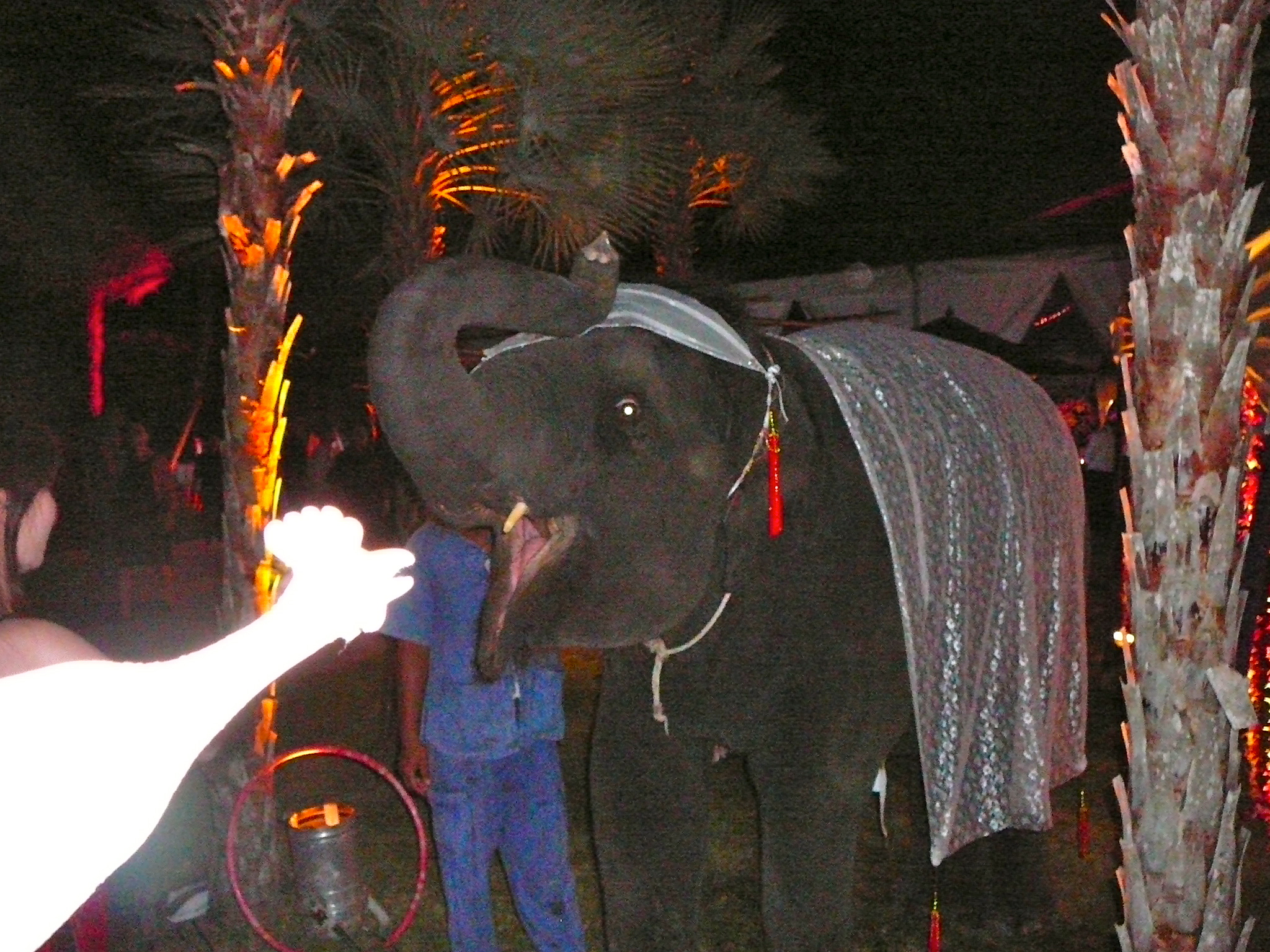 I went white with fear when Nelly tried to eat me