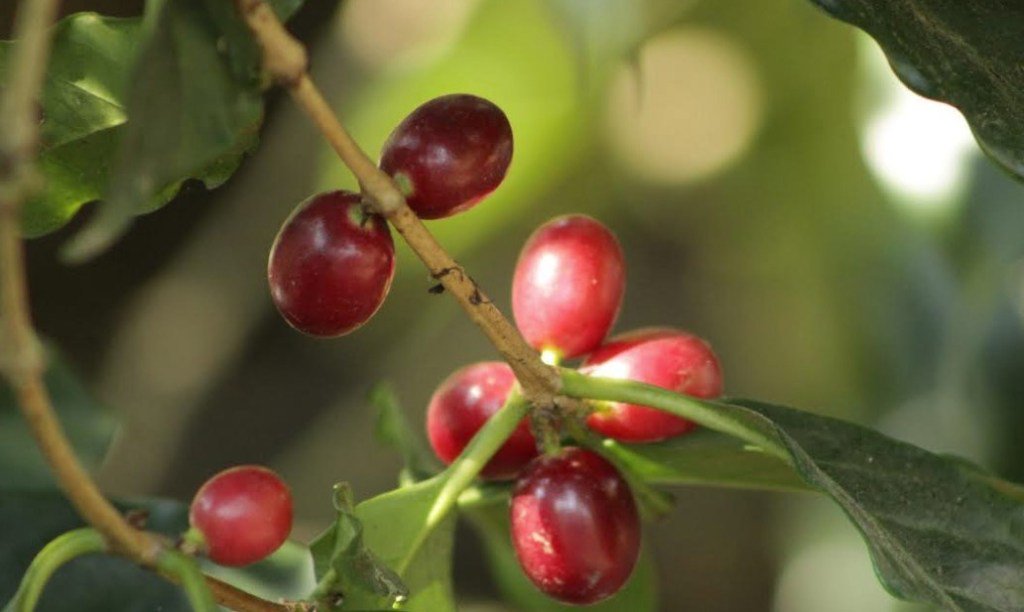 Muerte del café mexicano es culpa de los consumidores.