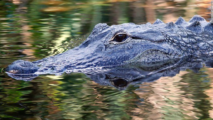 Animales que se drogan