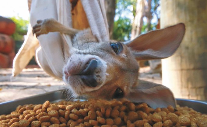 conoce a kia la canguro de guadalajara