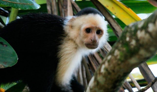 Se sacrificaron de manera ilegal a crías de monos capuchinos