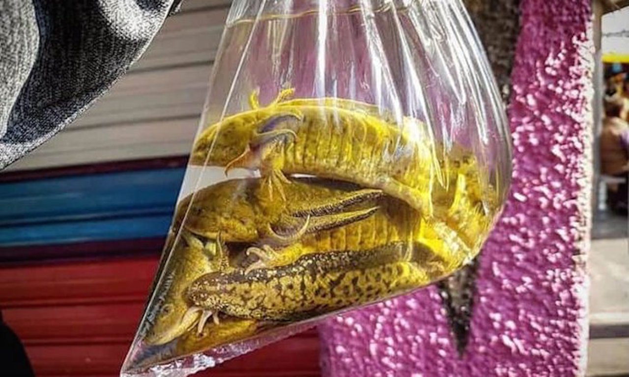 En Tlaxcala se trafican ajolotes en 100 pesos
