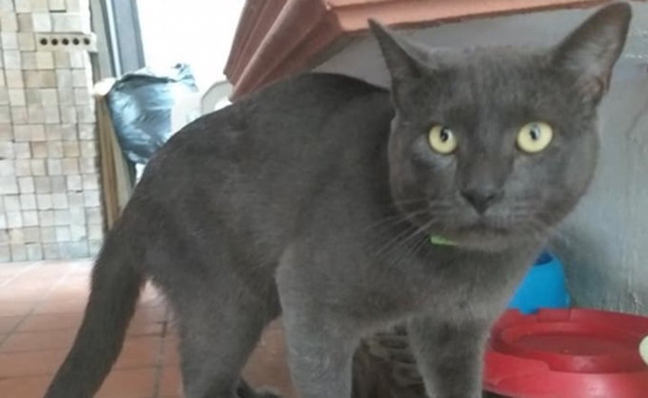 ¿Pixi o Huarache? Este gatito tiene dos casas y dos nombres