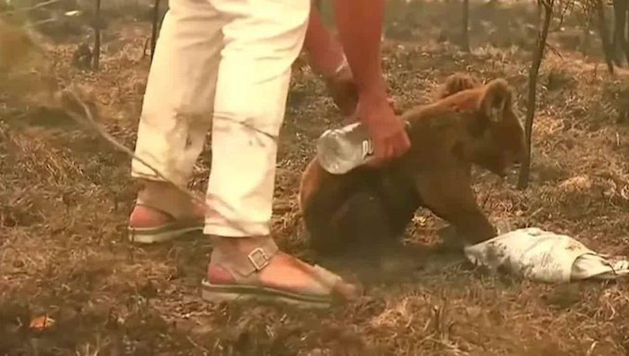 20/11/2019Australia, Mujer, Rescato, Koala