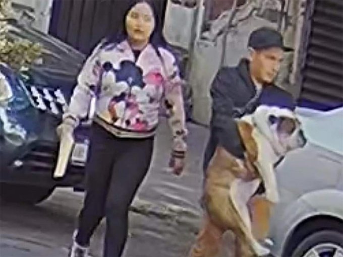 Pareja robó a "Emilio" un perro bulldog en la colonia Roma
