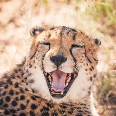 depositphotos_314350556-stock-photo-happy-cheetah-having-a-smile