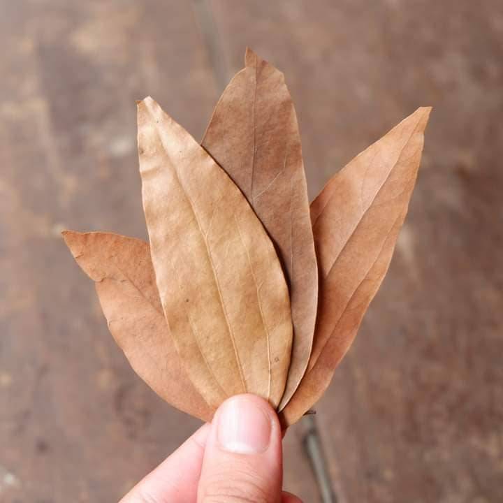 Kalingag leaves