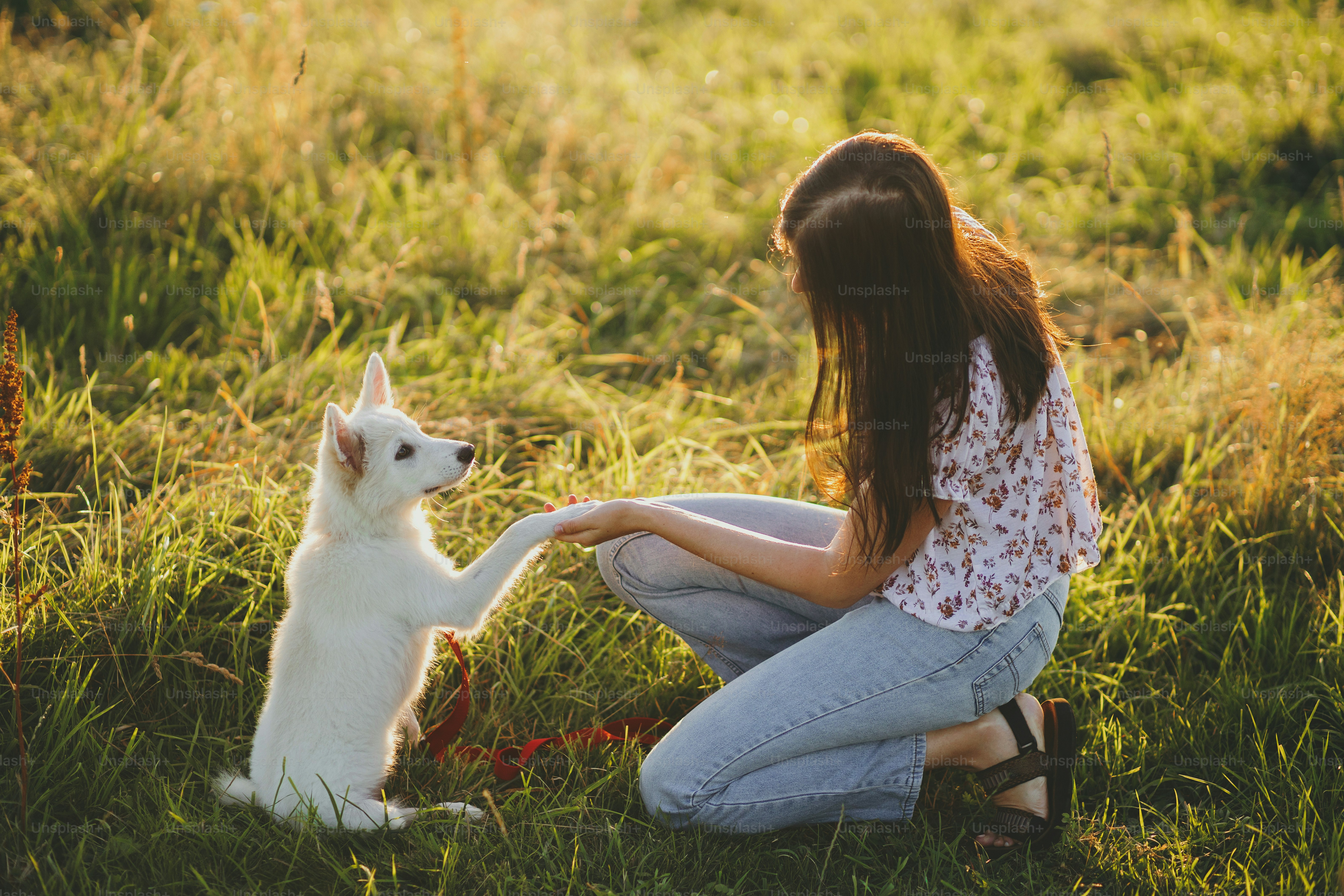 dog behavior training