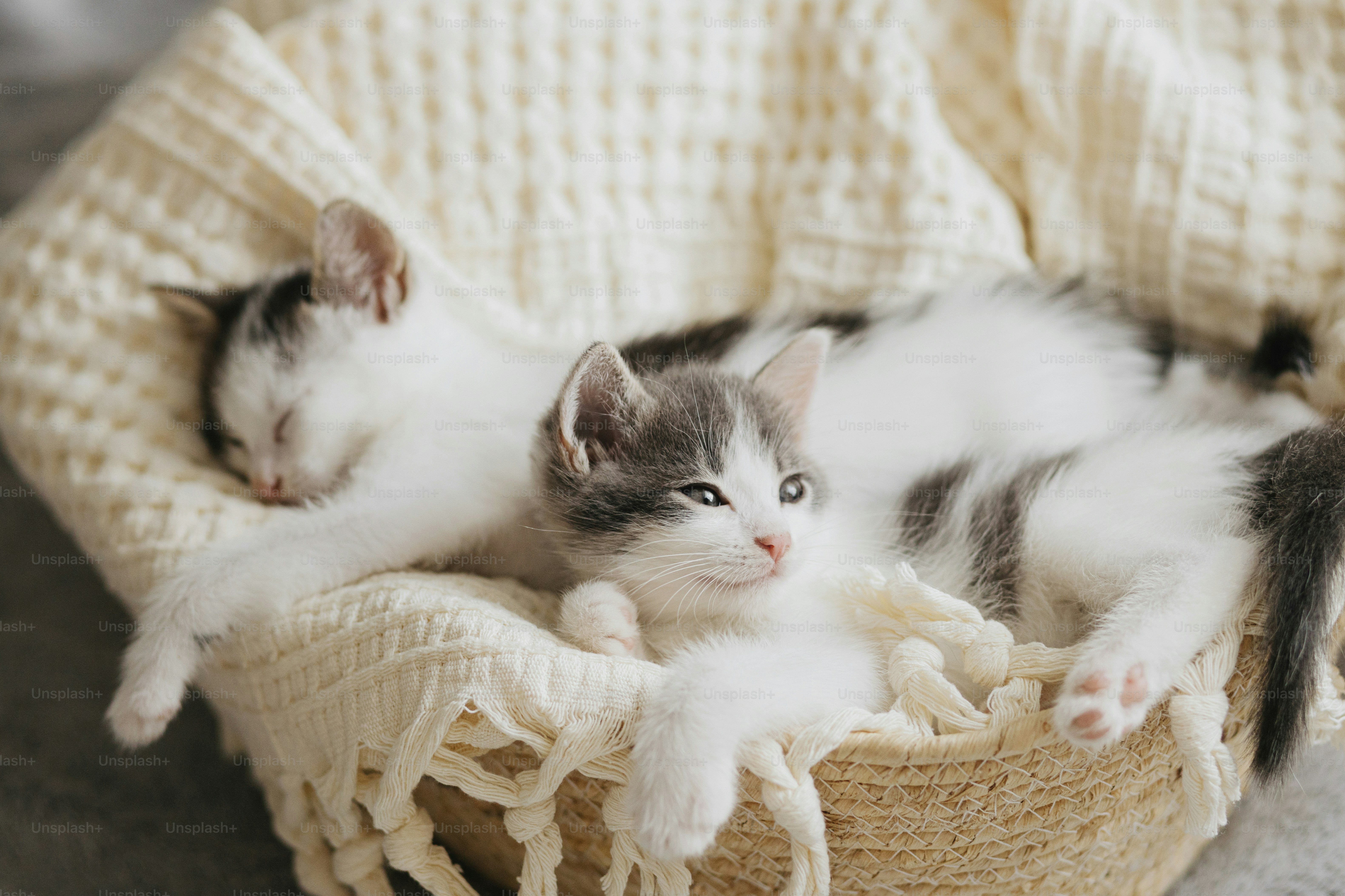 cat care tips