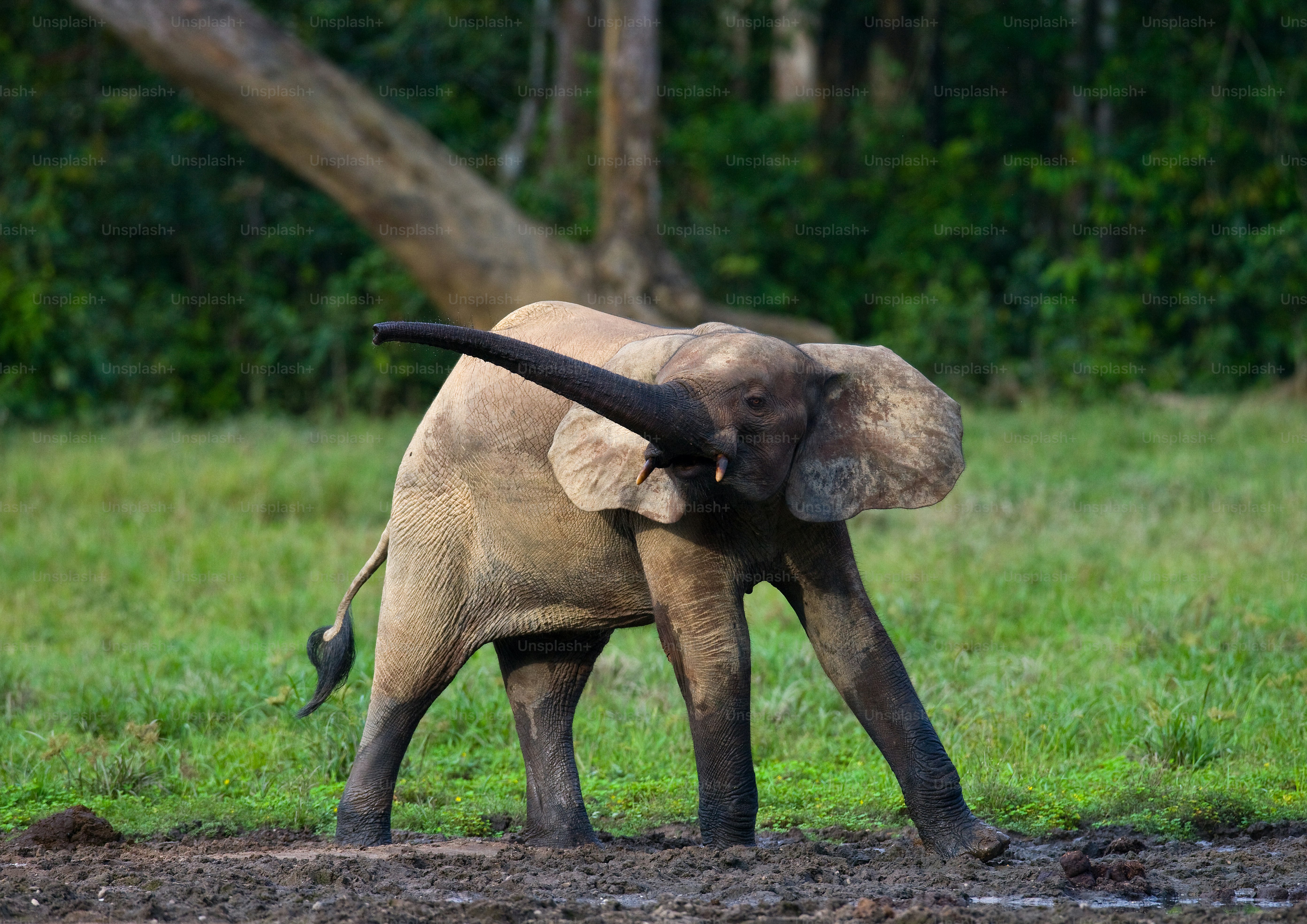 Group Of Forest Elephants In The Forest Edge Republic Of Congo Dzanga