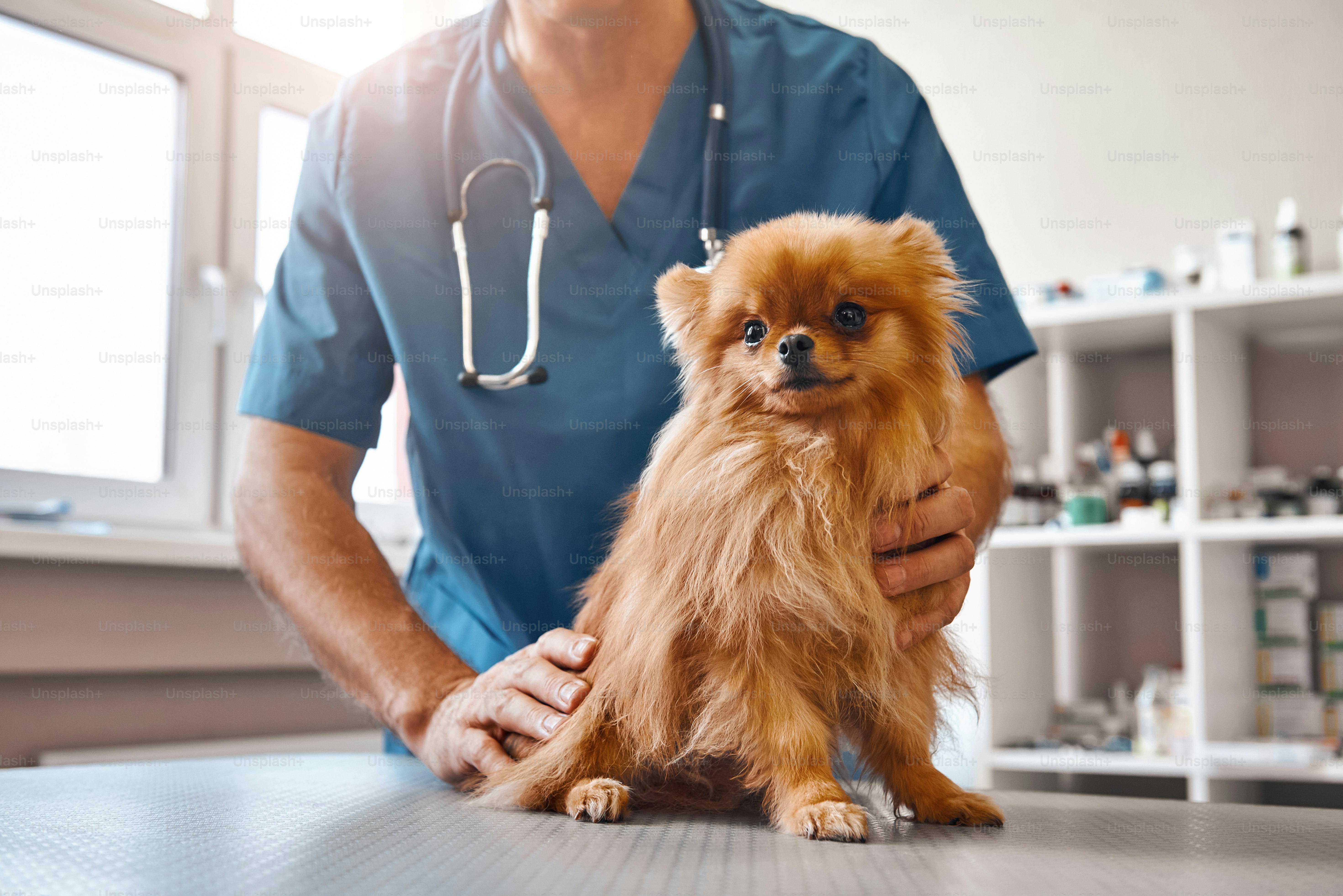 pet health guide