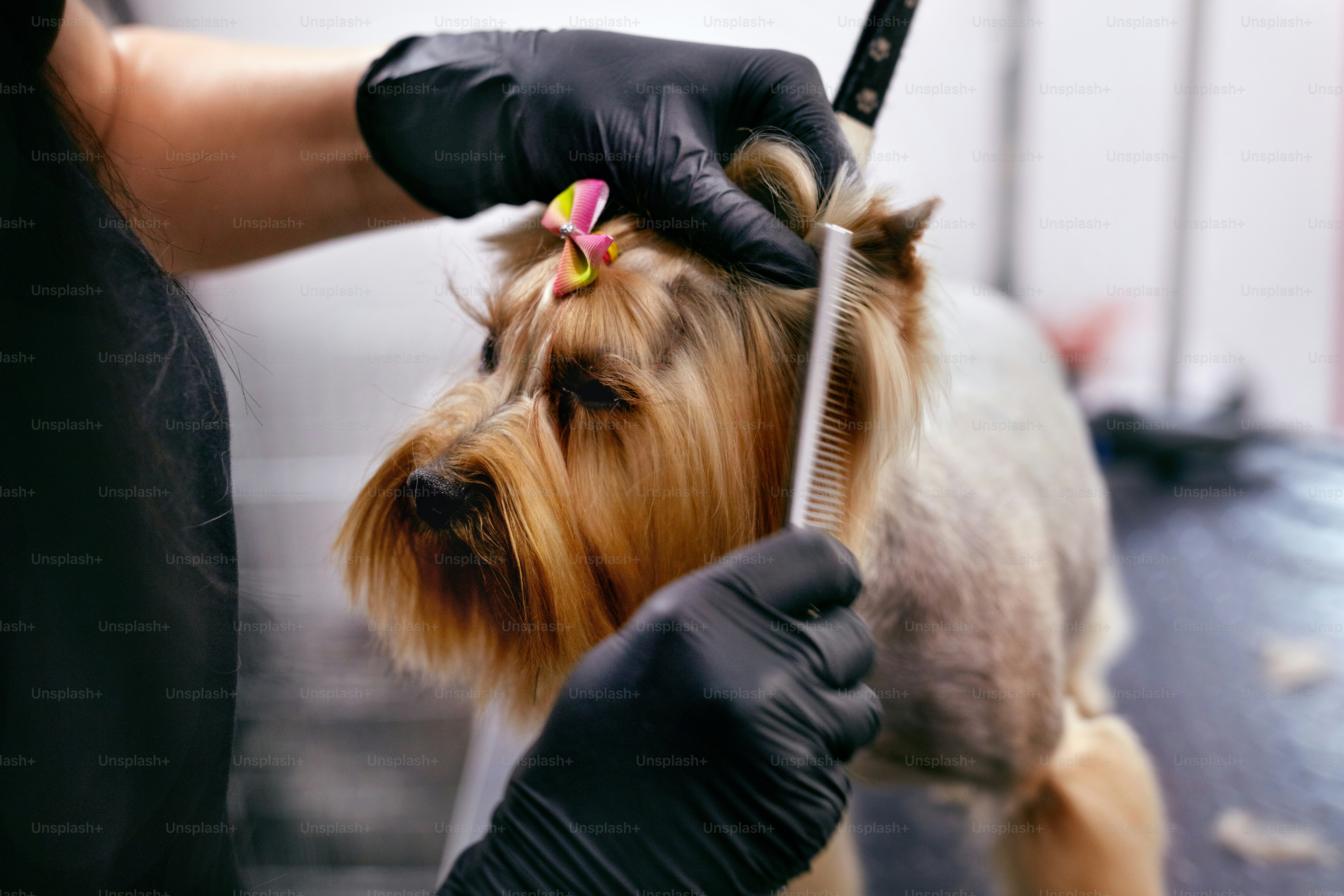 Dogs Grooming & Hygiene