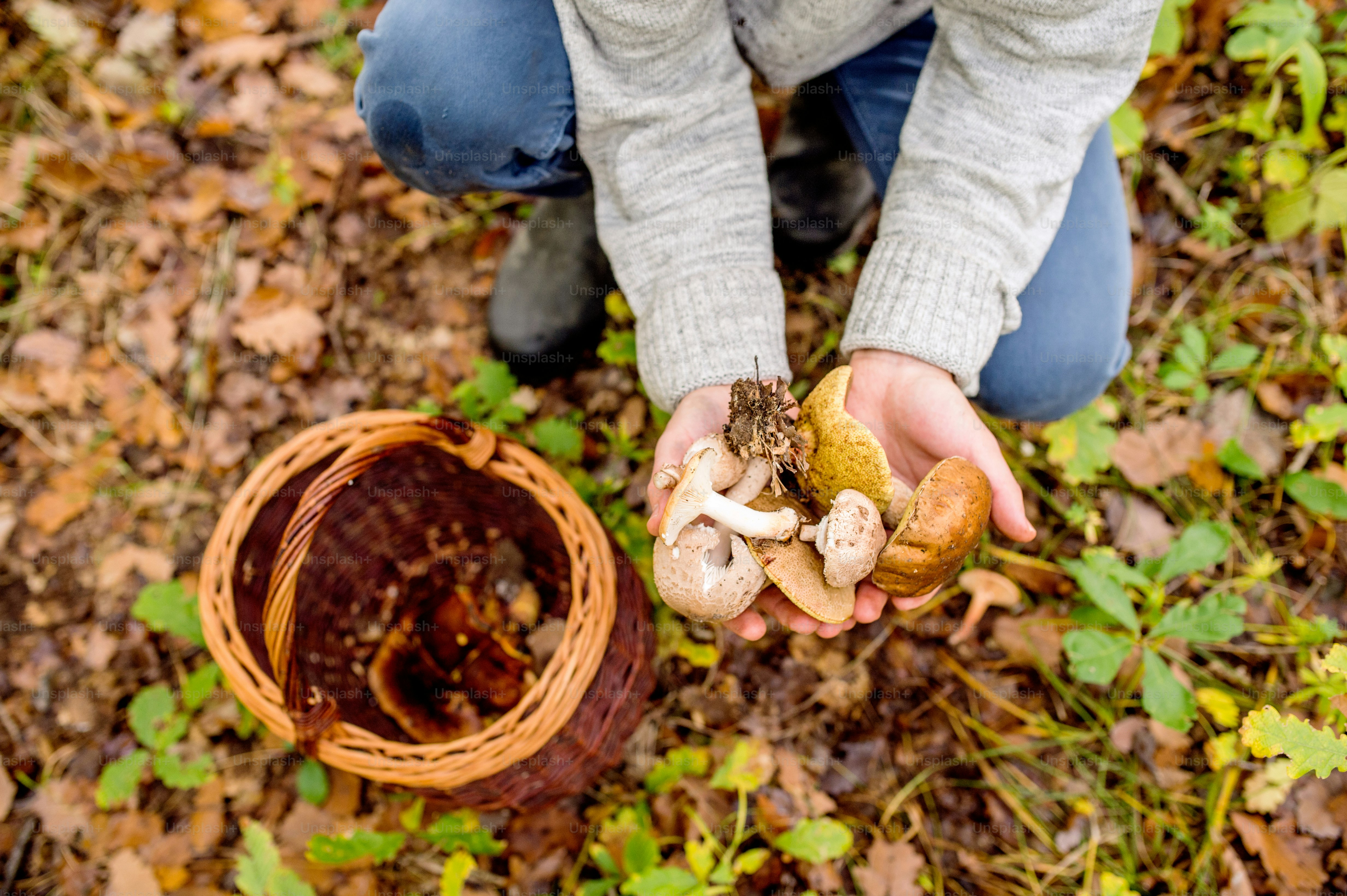 mushroom hunting