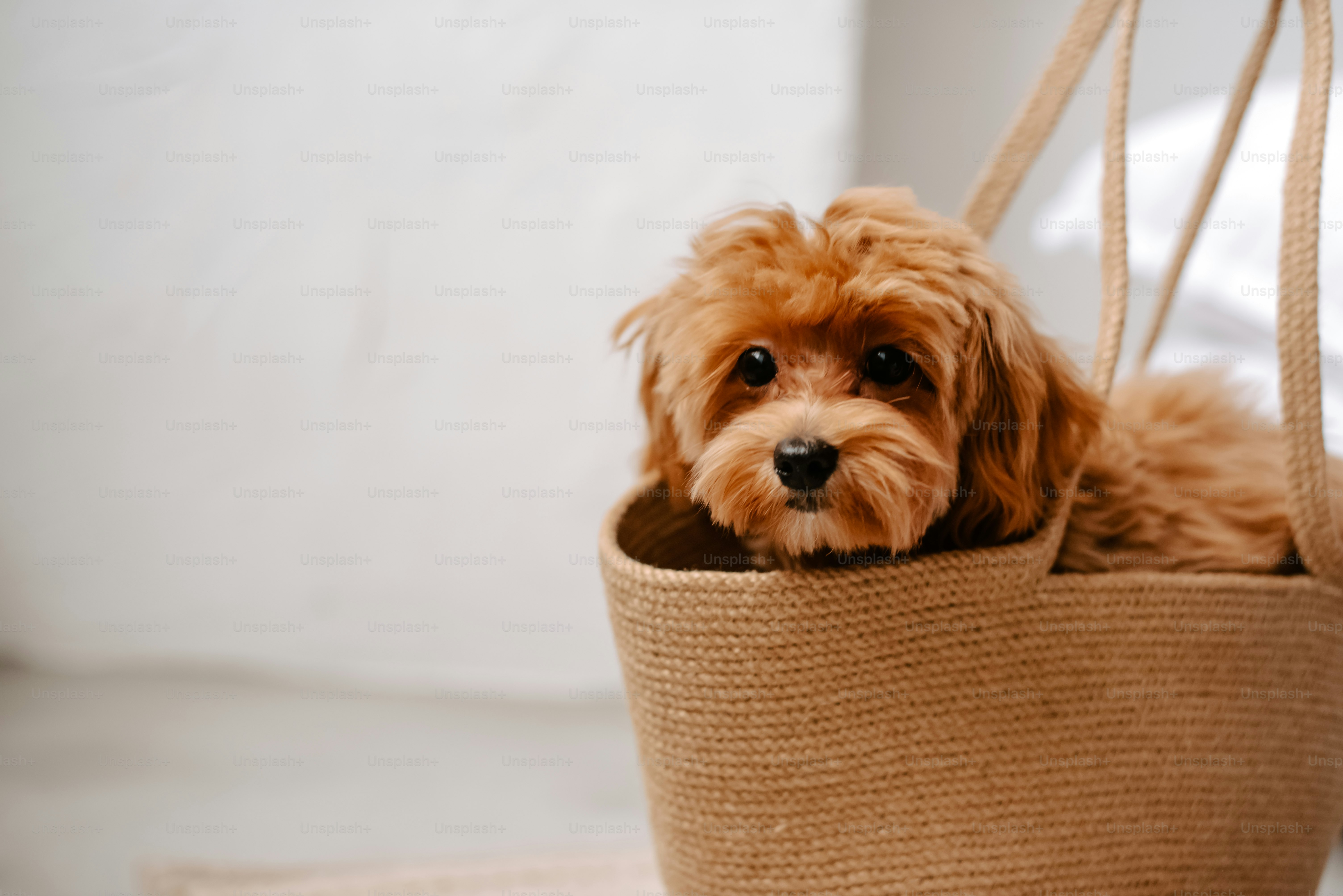 dog care tips