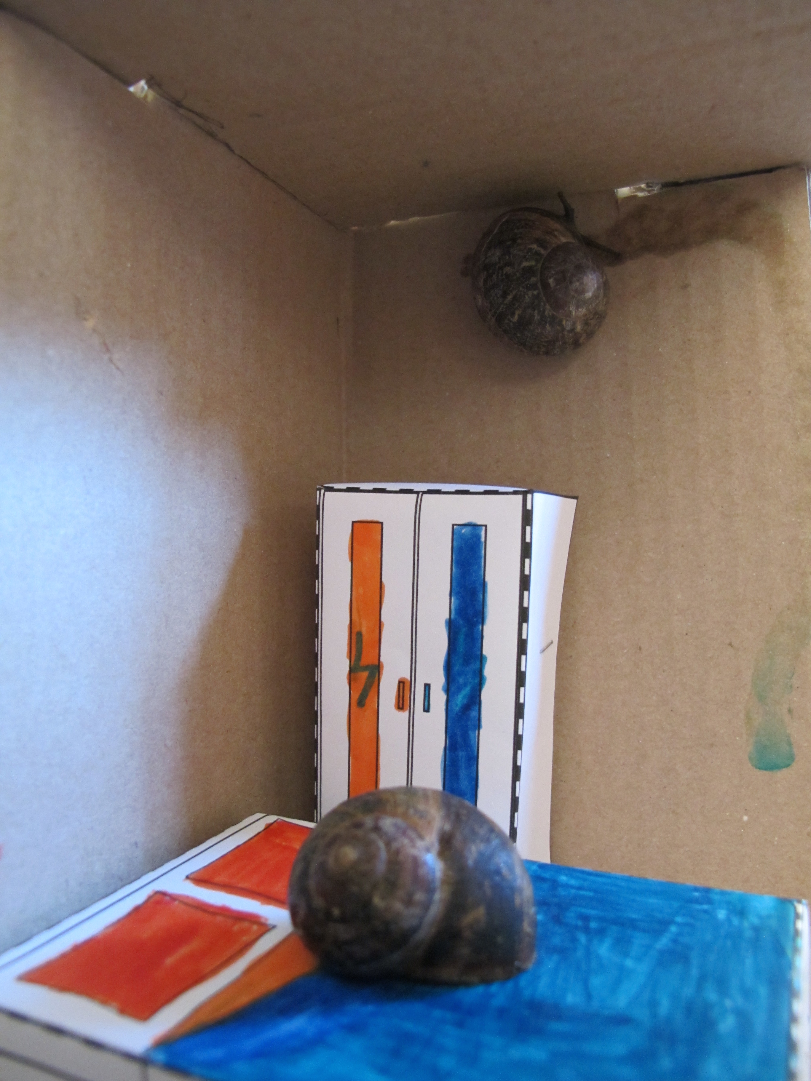 Deux nouveaux habitants dans la chambre