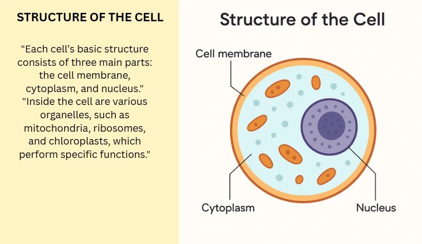 structure of the cell