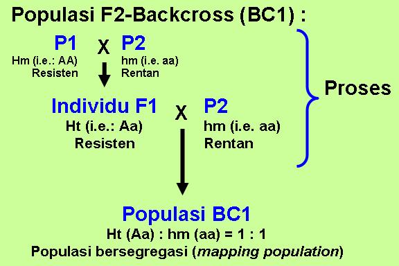 Setiap bab disajikan latihan soal agar mahasiswa dapat. Q A In Agh635 Course Mapping Population Part 3 F2 Backcross Dan Populasi Yang Terkait Plant Molecular Biology Lab Ipb Bogor