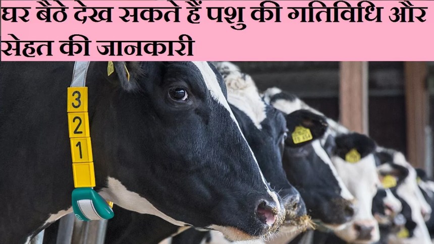 IMDC Cow Monitoring System will help farmers in locating their animals