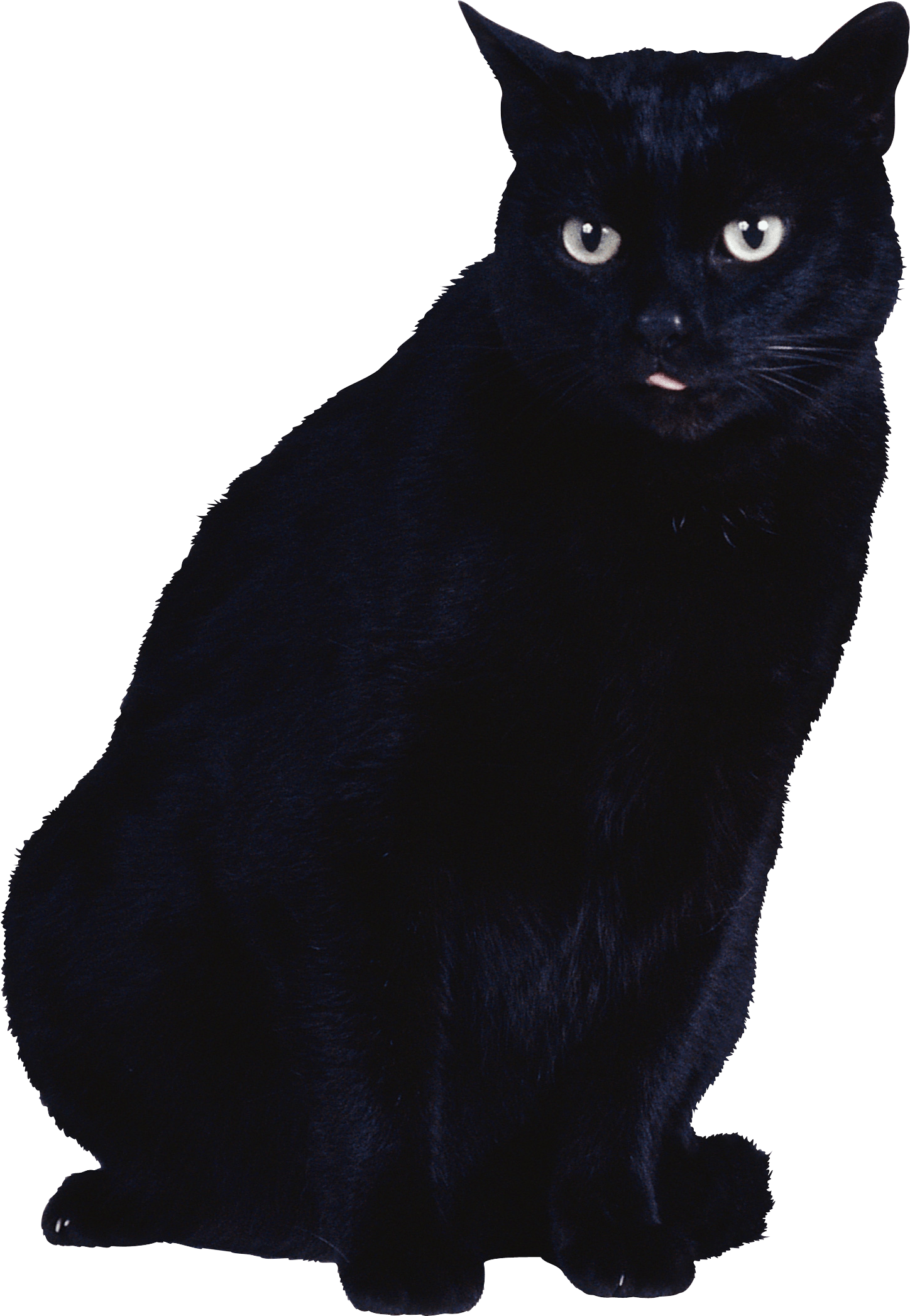 Cat png